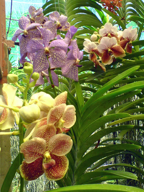 orchid gallery moalboal